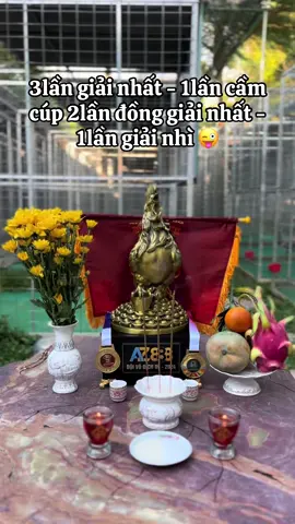 — Củng là cả một quá trình phấn đấu và giao lưu học hỏi @BÀ CHỦ TRẠI GÀ THIỆN CỦ CHI #gàchiến #gàtre #gà_chọi_việt_nam 
