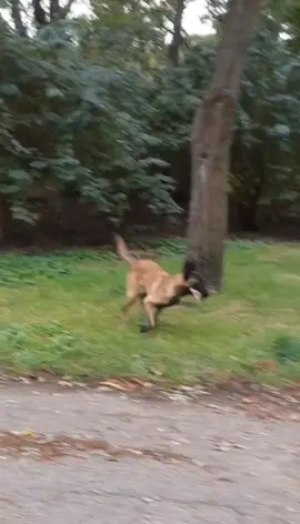 #бельгийскаяовчарка #малинуа #собаки #собака #малінуа #belgianmalinois #malinois #dog #dogs #dogsoftiktok #рекомендации #догток #догблогер #догблог #догблогеры 
