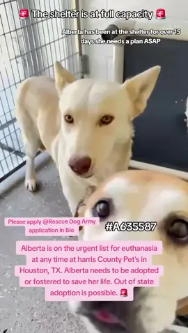 📣📣 URGENT 📣📣 Alberta is on the urgent list for euthanasia ☠️ at any time ⏰️ at harris County Pet's in Houston, TX. Alberta needs to be adopted or fostered to save her precious life 🚨🚨🚨🚨🚨🚨🚨 The shelter is at full capacity 🚨  Please consider fostering if you are unable to adopt its free and you would be saving a precious life 🙏💖🙏💖🙏💖🙏 Name. Alberta  ID #A635587 Age 1y 1m Co kenneled  Dog friendly  If you can foster or adopt please apply @Rescue Dog Army application in Bio ASAP.  OUT OF STATE ADOPTION IS POSSIBLE.  Please message me if you have any questions.  Adopt or Foster and save a precious life today ✨️  📍Address  Harris County Pet's shelter.  612 Canino Rd in Houston TX  #adopt #rescue #foster #resuedogarmy #savealife #harriscountypets #euthlist #FYP #urgentshelterd #dogsoftiktok #doggo #fosteringsaveslives #houston #texas #help #urgent #hero 