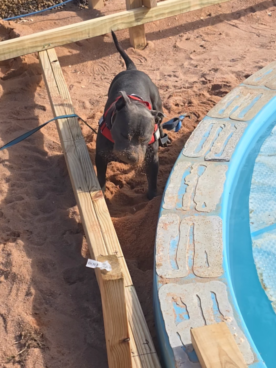 Employee of the month every month since he's been coming in 🔨🔨 #staffordshirebullterrier #doggo #staffysoftiktok #bluestaffy #staffy #sitedog #goodboy #happystaffy 