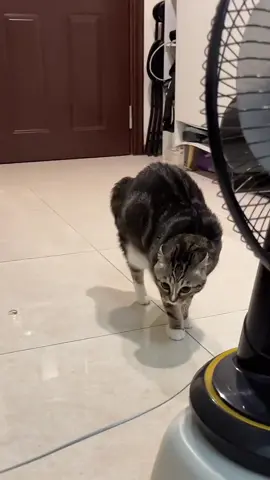 #fun #cute #animals 