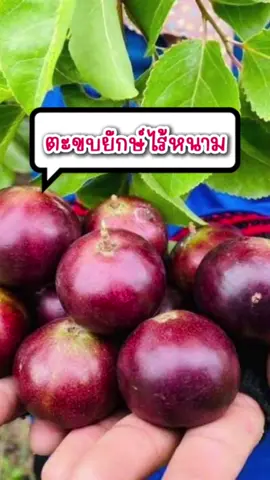 #ตะขบยักษ์ไร้หนาม #เกษตรกร #เกษตรอินทรีย์ 