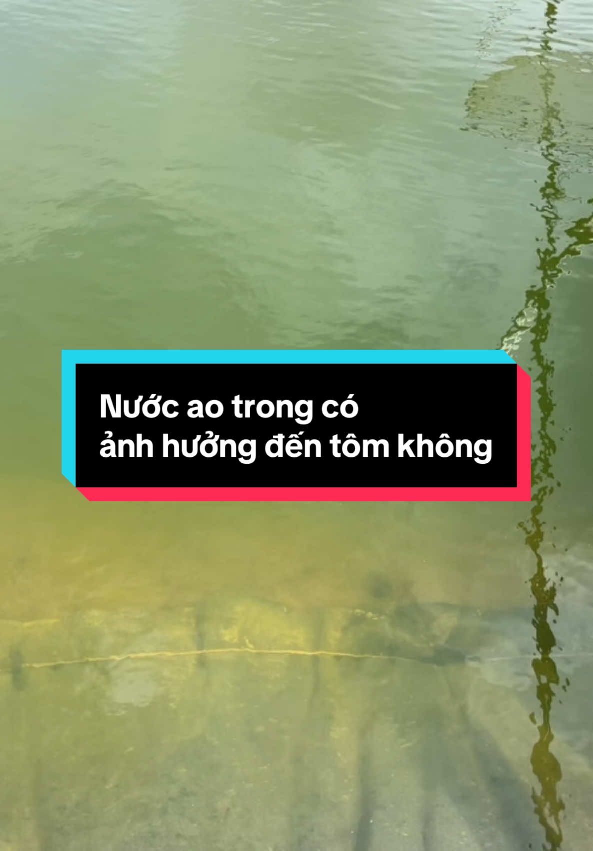Nước ao trong thì có ảnh hưởng gì đến tôm không #thuocthuysanbiomic, #kythuatnuoitomthe, #mohinhnuoitomthe, #chiphinuoitomthe, #sulyaonuoitomthe, #gaymaunuocaonuoitomthe, #chongiongtomthechatluong, #uvusinhchoaotom, #dietkhuandayaonuoitom, #quanlyphtrongaotom, #kiemsoatdokiemtrongaotom, #quanlytaotrongaotom, #suckhiaotom, #sulynuocaotom, #mentieuhoachotomthe, #tomthetangtruongcham, #benhphantrangtrentomthe, #tomthebiducthan, #phongbenhemschotomthe, #sudungthaoduocnuoitomthe, #nuoitomthebiofloc, #nuoitomthekhongthaynuoc, #nuoitomthe2giaidoan, #congtybiomic