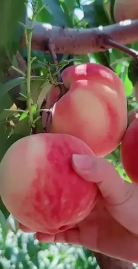 Kebun persik dapat ditemukan di Indonesia, terutama di daerah dengan iklim yang sejuk seperti Malang, Jawa Timur. Buah persik sendiri bisa dibudidayakan di Indonesia, dan cocok ditanam di tanah yang berpasir dan mendapatkan sinar matahari penuh.  Berikut adalah beberapa informasi lebih lanjut tentang kebun persik di Indonesia: Daerah Tanam yang Cocok: Persik cocok ditanam di daerah sejuk dengan ketinggian tertentu, di atas 4.800 kaki (1463 meter) di atas permukaan laut. Persik menyukai tanah lempung berpasir atau berkerikil yang memiliki drainase yang baik.  Pohon persik membutuhkan waktu 3-4 tahun untuk menghasilkan buah, dan bisa menghasilkan buah baru setiap tahunnya.  Pohon persik membutuhkan sinar matahari penuh dan pupuk yang kaya nitrogen untuk pertumbuhan yang optimal.  Buah persik biasanya dipanen setelah 3-5 bulan sejak bunganya diserbuki.  Malang, Jawa Timur: Wilayah ini terkenal dengan perkebunan persik yang produktif.  Beberapa daerah lain dengan ketinggian yang sesuai juga berpotensi menjadi lokasi kebun persik.