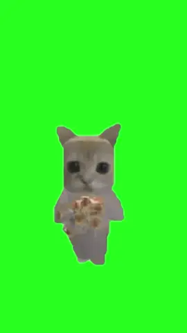 Cat Pretty little baby #prettylittlebaby #singing #memes #viral #fyp #cute #greenscreen #funny #CapCut 