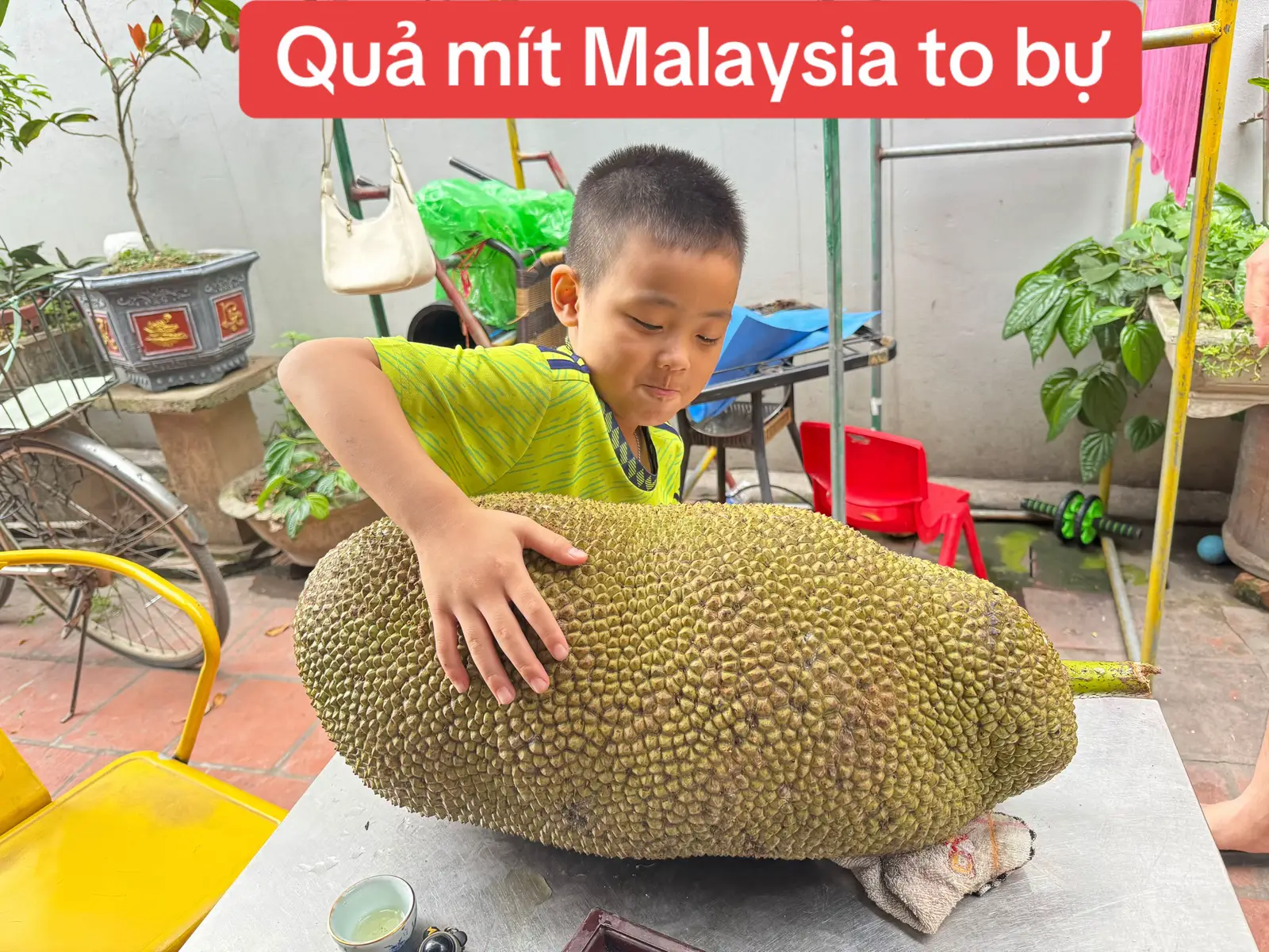 #mitmalaysia  #traicayngon #onhacungcon 