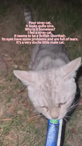 #fyp #foryoupage #cat #catsoftiktok #trending 