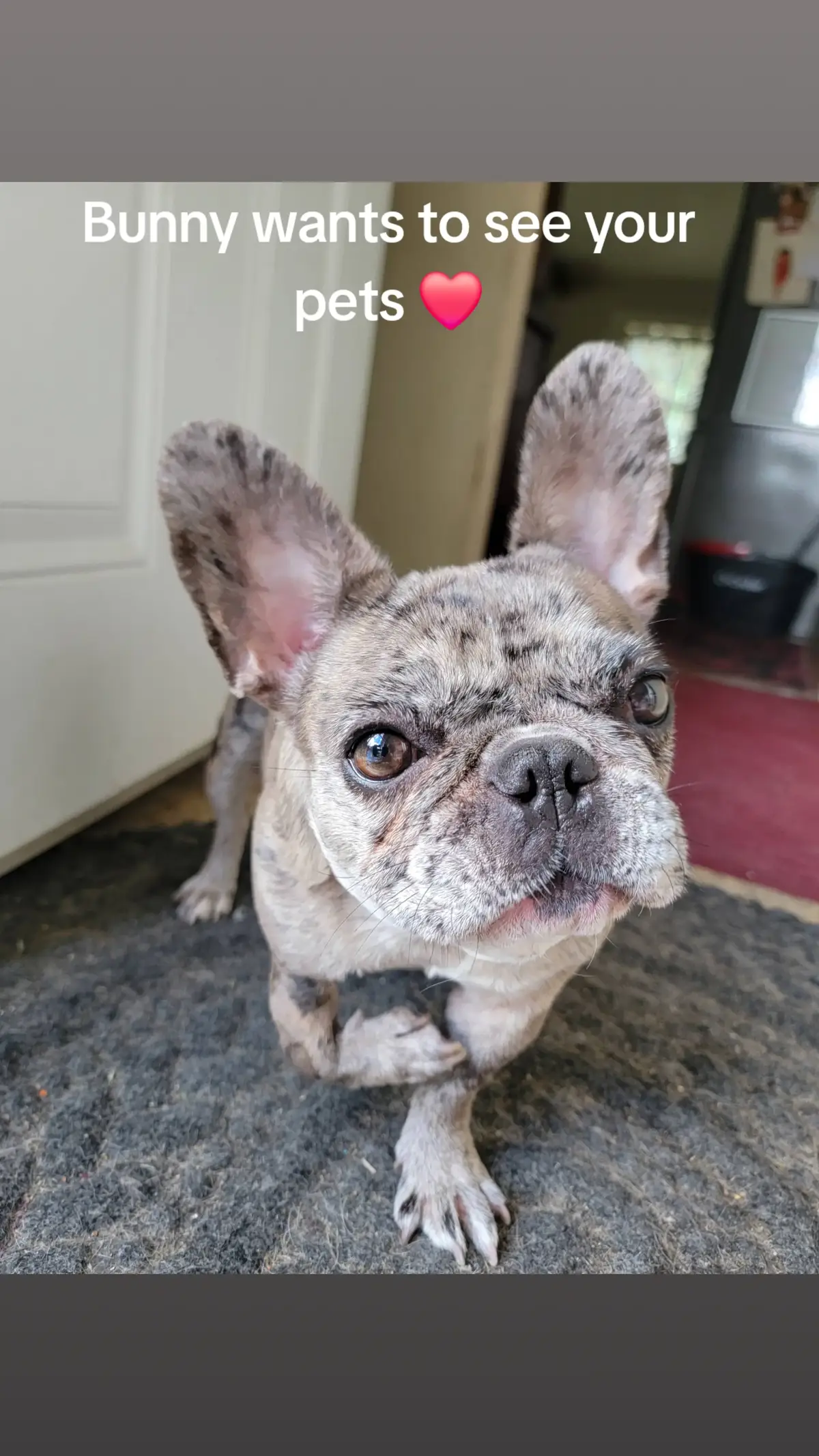 #showusyourbabies #shesmybaby #birthdeffect #itsnotbroken #🐰 #bluespottedmerle #imjustcute #helpagirlout #helpmegetfamous #creatorsearchinsights #manifestation #lifechanging 