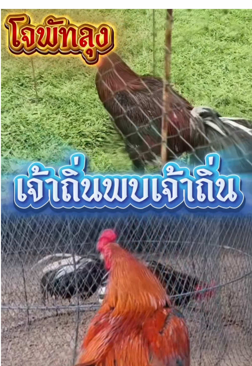 บุกๆๆหรอยพบเก่า#สนามร่วมใจเพื่อนท่าแค #โจพัทลุง #สนามร่วมใจเพื่อนท่าแค #ตาลไก่เดือยใต้ #ปาดตาลเดือยใต้ #อนุรักษ์ไก่ใต้🐓 #ไก่ชน #ไก่เดือยใต้ #ไก่เดือย #ไก่ใต้ไก่เดือย🐓💯 