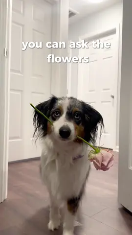 Send this to someone you love 🥰 #fyp #dogsoftiktok #trending 