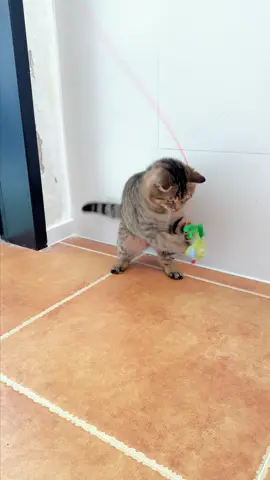 Their happiness is just that simple. #catlover #fyp #cattoys #funnypets #catsoftiktok 