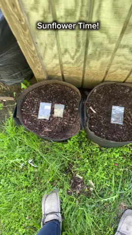 Getting some garden tasks done! #seeds #garden #gardening #hobbies #gardenproject #gardening101 #gardentok #gardeninghacks #hobby #gardeningtips #plant #nature #garden2025 #crops #gardenseason #trending ##growyourownfood##sunflower##sunflowers