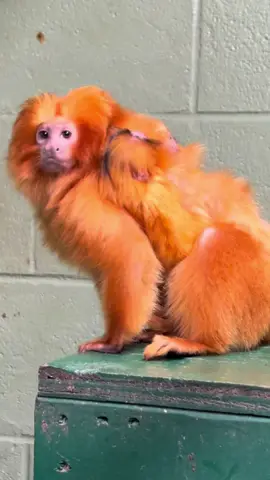 We aren’t lion - our golden lion tamarin troop just grew by two! Born on Earth Day to Ipa & Picante, the babies are doing great & even big siblings are helping out. Stay tuned for names! #audubonzoo #goldenliontamarin #babyanimals #cuteanimals #fyp 