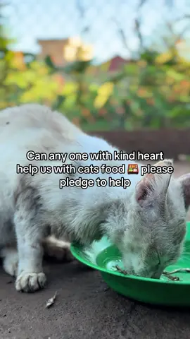 Can any one with kind heart help us with cats food 🍱 please pledge to help#fyp #help #catsoftiktok #tiktokviral #catslovers #views #rescuekittens #catrescue #animal #shelter #kitten #PetsOfTikTok #animalsoftiktok #cat #pets #kittensoftiktok #view #cats #viral_video 