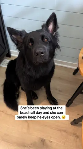 She’s been playing at the beach all day. She can’t even keep her eyes open but she’s like a toddler and is fighting sleep. #germanshepherdsoftiktok #germanshepherd #germanshepherds #puppy #swimmingdogs 