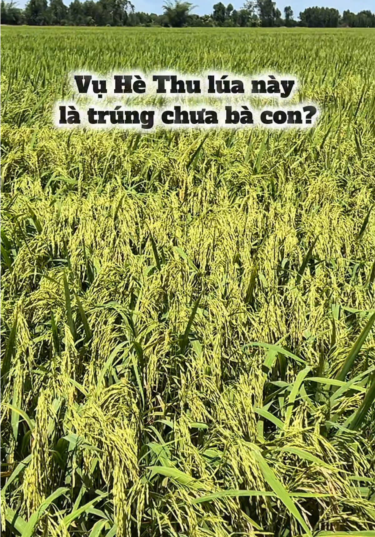 Hè Thu mà lúa này đủ wow chưa bà con? #nongnghiep #lua #chiase #caylua #agrijapan #tuyetanhagrijapan 