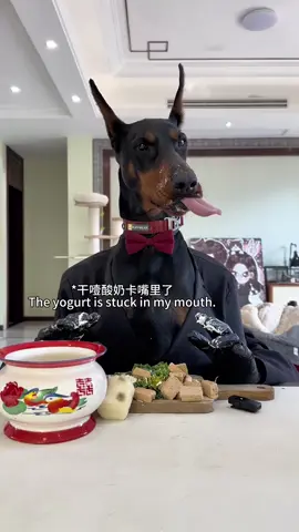 #Mrdapper #PetsOfTikTok #MrDapperDobie #200kviews #doginsuit💼 #doginsuit #dogeatingfood #mukbang #mukbangeatingshow #foryou #dobermann 