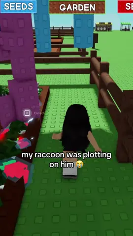 lil pet racoon thief 🤭  #roblox #fyp #growagarden 
