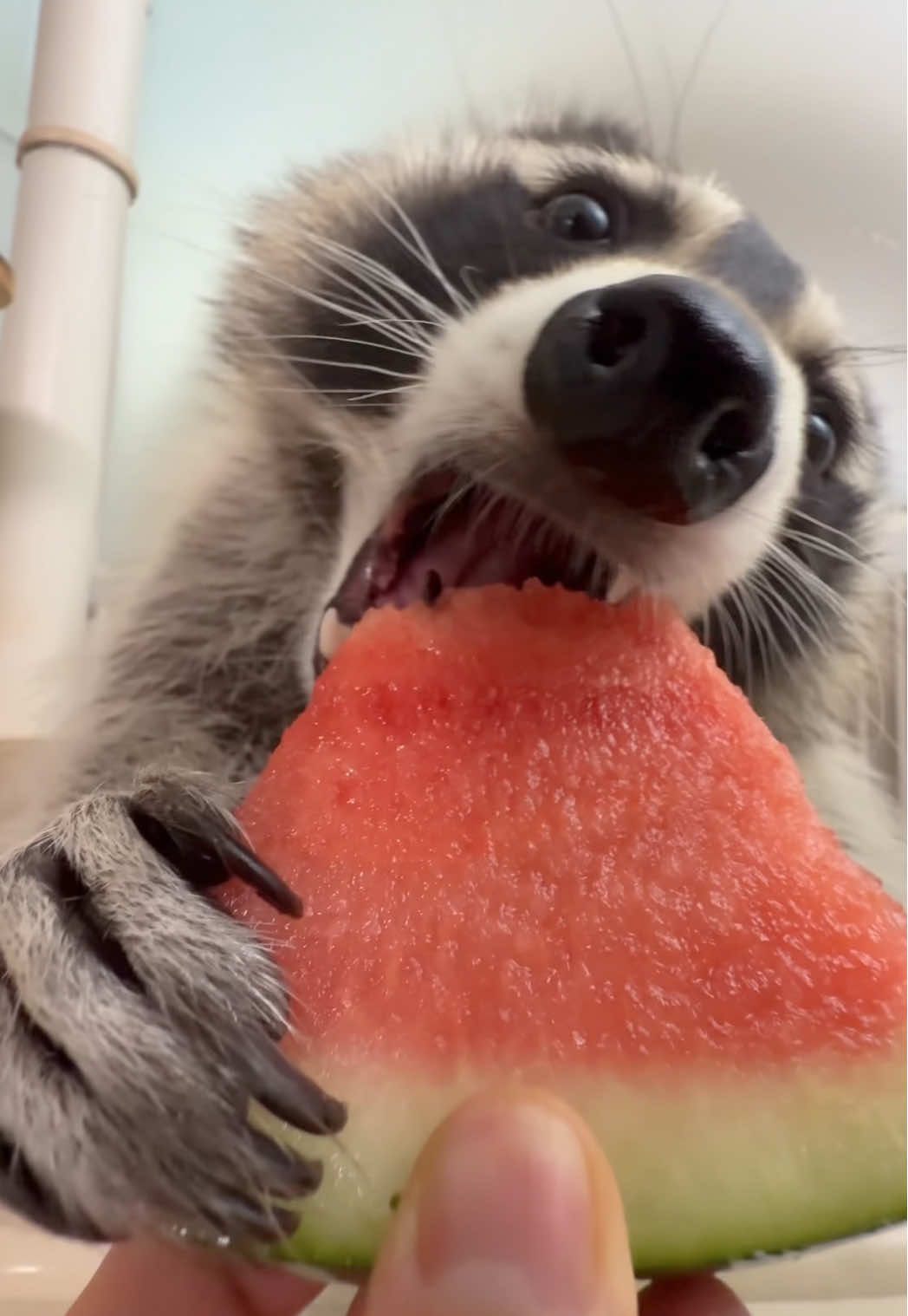 수박은 행복하겠다… 내가 먹어줘서 🍉๑⃙⃘ˊ⤙ˋ๑⃙⃘ #라쿤 #raccoon #puppy