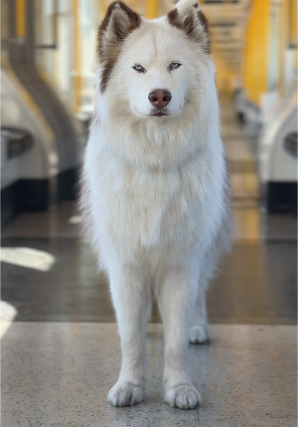 Dog train photography!!  #husky #viral #pets #fyp #tfl #violasnow #dogphotography 
