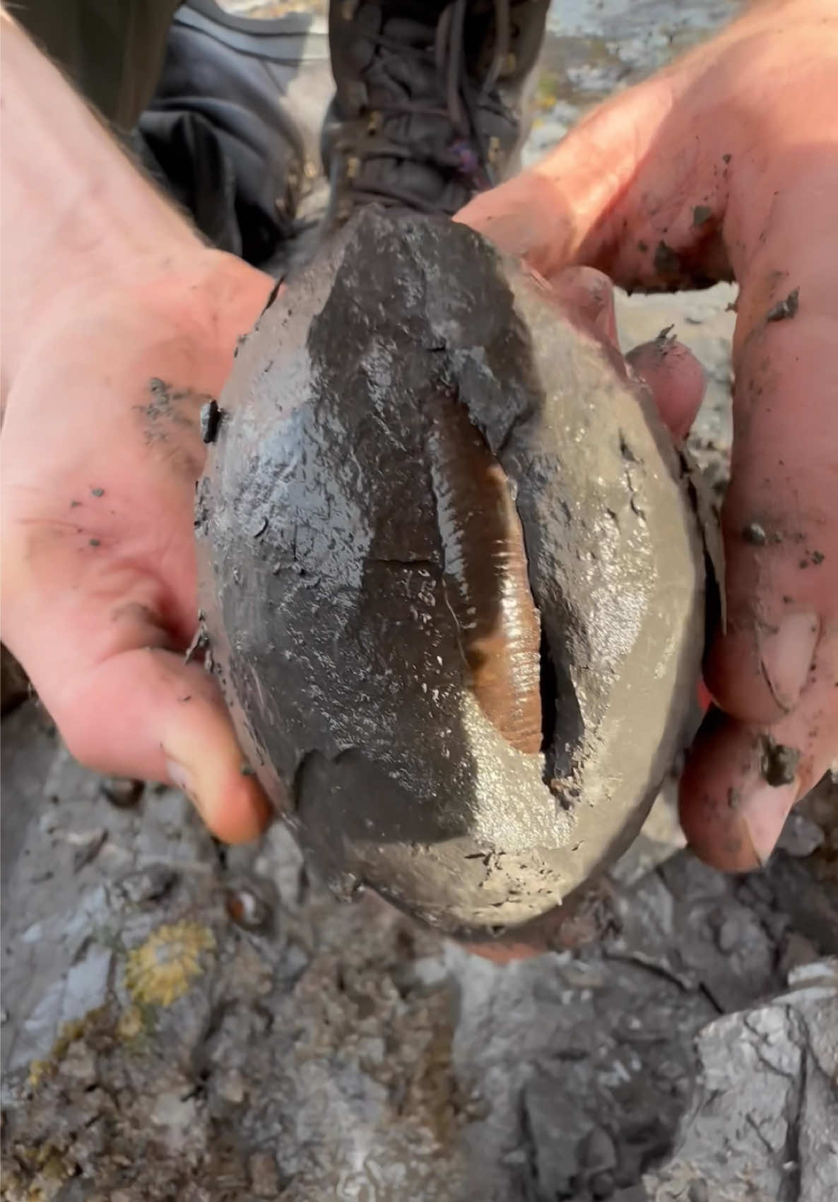Here is a suspicious rock that we found on a recent beach walk… It was trapped within a huge boulder! In the same video we opened the nodule up with our hammer! 🏝🌊 The surrounding shale is softer than the nodule and is easily broken away. Inside the nodule, a beautiful ammonite from the Jurassic! This one needs to be taken home and prepared! 😍🦑 These ammonites are around 180 Million Years Old 💀🏝 Thank you for supporting our page! 🐊 #natural #nature #fossil #fossils #ancient #animals #art #ammonite #ammonites #dinosaur #scientist  #minerals #paleontology #whitby #geologist #dorset #geology #charmouth #jurassic #yorkshire #beach #coast #sea #water #squid