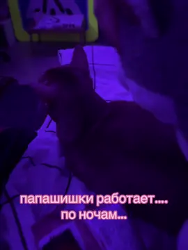 я не буду это объяснять.#шишка #шишуня #мяумяуписьпись #cattiktok #rec #fyp #котодети #папашишки #вэза 