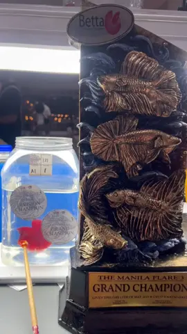 BEP 3rd NATIONAL POINTED SHOW🔥 by team: TADHANA🤪 POWERED BY: HUE x CALCI PRO #CapCut #bettafish #bettaphilippines #betta #fyp #f #bettashow 