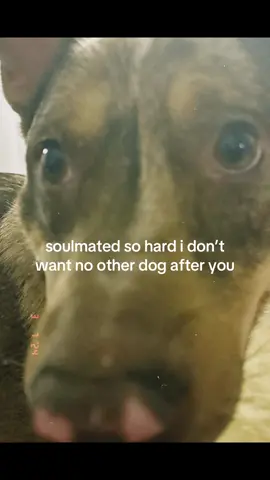 im so delusional i believe my dog is a person some days, he is my literal son 🩵🥹