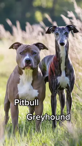 Pitbull + Greyhound | what breeds mix next? #pitbull #greyhound #hybrid #doglovers #ai 