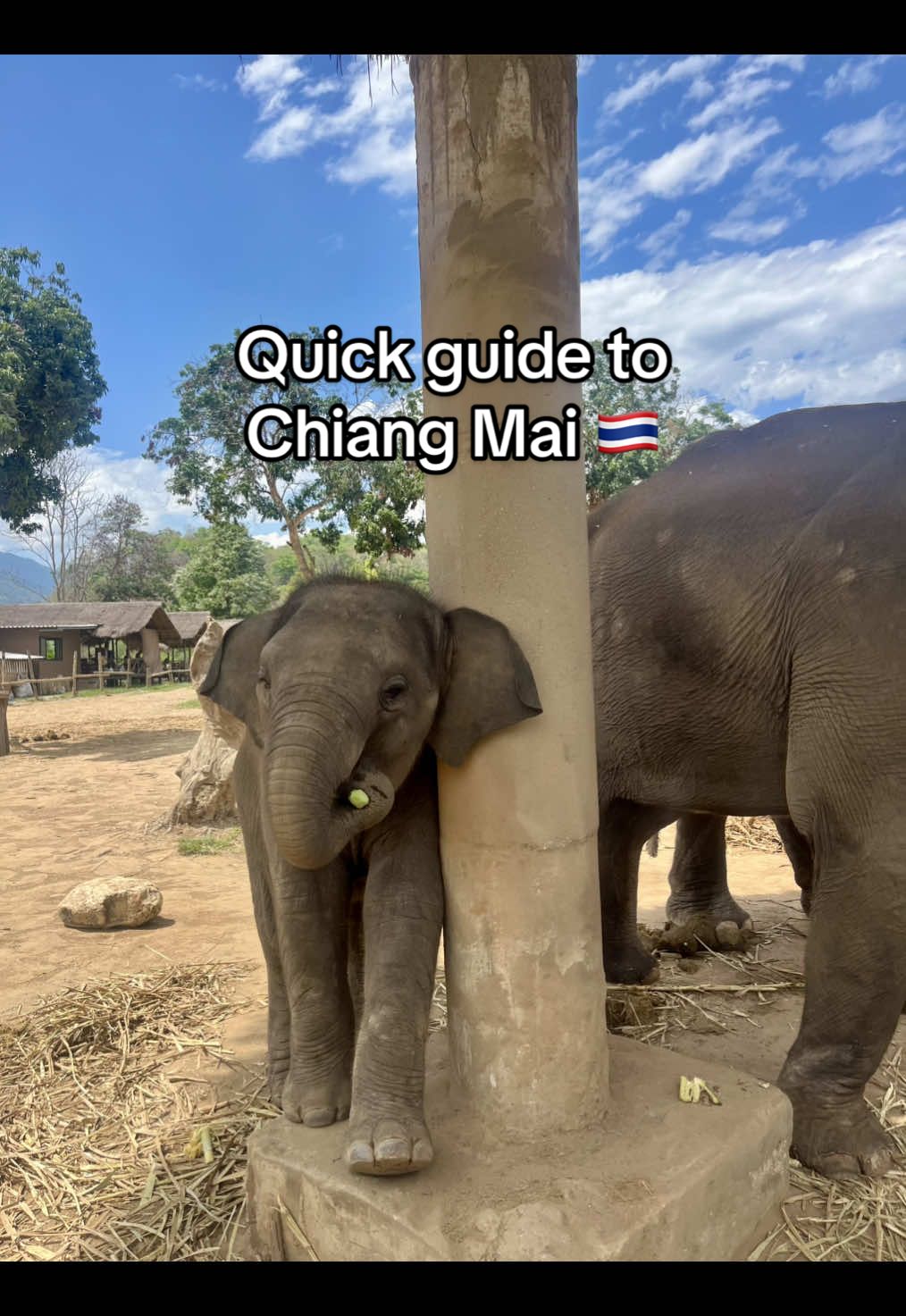 This is a quick guide to Chiang Mai in Thailand!🇹🇭 including where to stay, what to eat and what activities to do :) #thailand #chiangmaiguide #whattodo #elephantsanctuary #grandcanyon #cookingclass #thingstodoinchiangmai #fyp #backpacking 