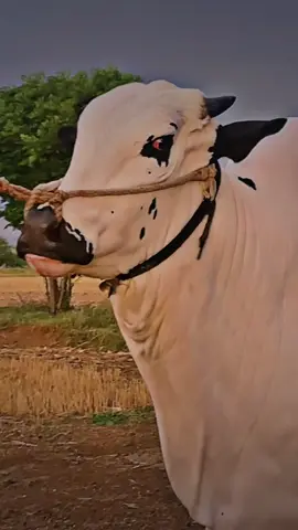 #pakistan #qurbani #cattlefarm #eiduladha #bull 