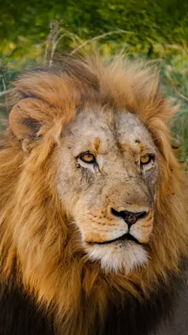 The King's roar #lion #lionking #roar #wallpaper #livewallpaper 