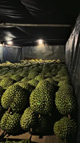 Cắt cánh thôi 🚛🛫🛫#xuhuong2024🇻🇳 #sầuriêng #durian #xetaidep #tânphúđồngnai #ql20 #63tiengiang #60h04594 #60h03701 #vtanhtu 