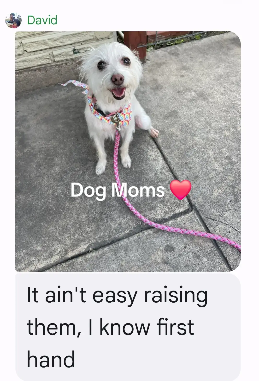 #dogmoms #mothersday 