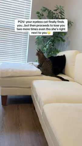 for some reason, she loses me so easily when we’re on the couch #blindcat 