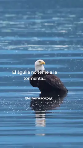 No naciste para quedarte en el suelo. #perseverancia #fuerzadevoluntad #animosisepuede #vuelaalto #notemas #crecimientopersonal #desarrollopersonal 