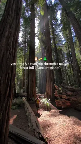 Share this with someone you'd love to run away to a magical forest with 🌲 📍Redwood National & State Parks in Northern California  It was truly incredible to finally see the iconic redwoods. They are the tallest trees in the world and can live for thousands of years! 🤯 Some of our favorite spots we explored (This area is so big & there's so much to see. We explore more of the northern parts) ⬇️ - Grove Of Titans Trail & Mill Creek Trail  - Tall Trees Gove  - Stout Grove  - Lady Bird Johnson Grove  - drive the scenic Howland Hill Road - drive the scenic Redwood Highway - explore nearby beaches  Follow @darlingtravelsblog for more magical places in the US ✨ #redwood #magicalforest #travelbucketlist  #travelinspiration #magicalplaces #forestherapy 