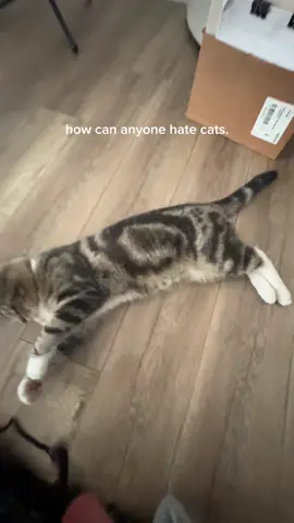 #fyp#cat#sad#cute#kitten#