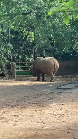 The day at the zoo #rhino #warthog #louisvillezoo 