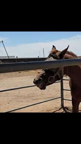 Remember... you have plenty of time for this 🥰 . #horse #fypシ #fyppppppppppppppppppppppp #coltstarting #arabianhorse 