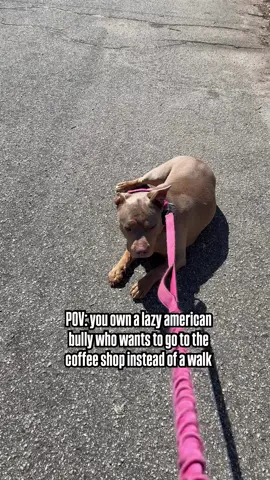 pov: owning a lazy american bully #dogs #dogsoftiktok #pets #funnydog #happydog #funnydogs 