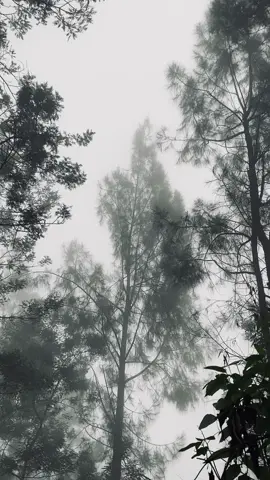 jarak pandang hanya sebatas saja 🍃#pendakigunung #puthukgragal #fyp #fy #kabut 