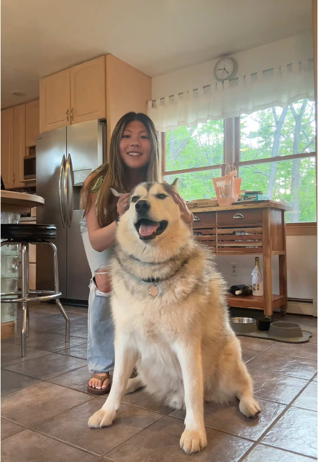 His big stomps make up for his little ears😅 #dog #dogsoftiktok #malamute #foryoupage 