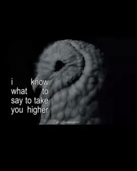 risk -deftones #deftones #music #lyrics #vibes #calm #fyp #band #trend #song #concert #sleep 