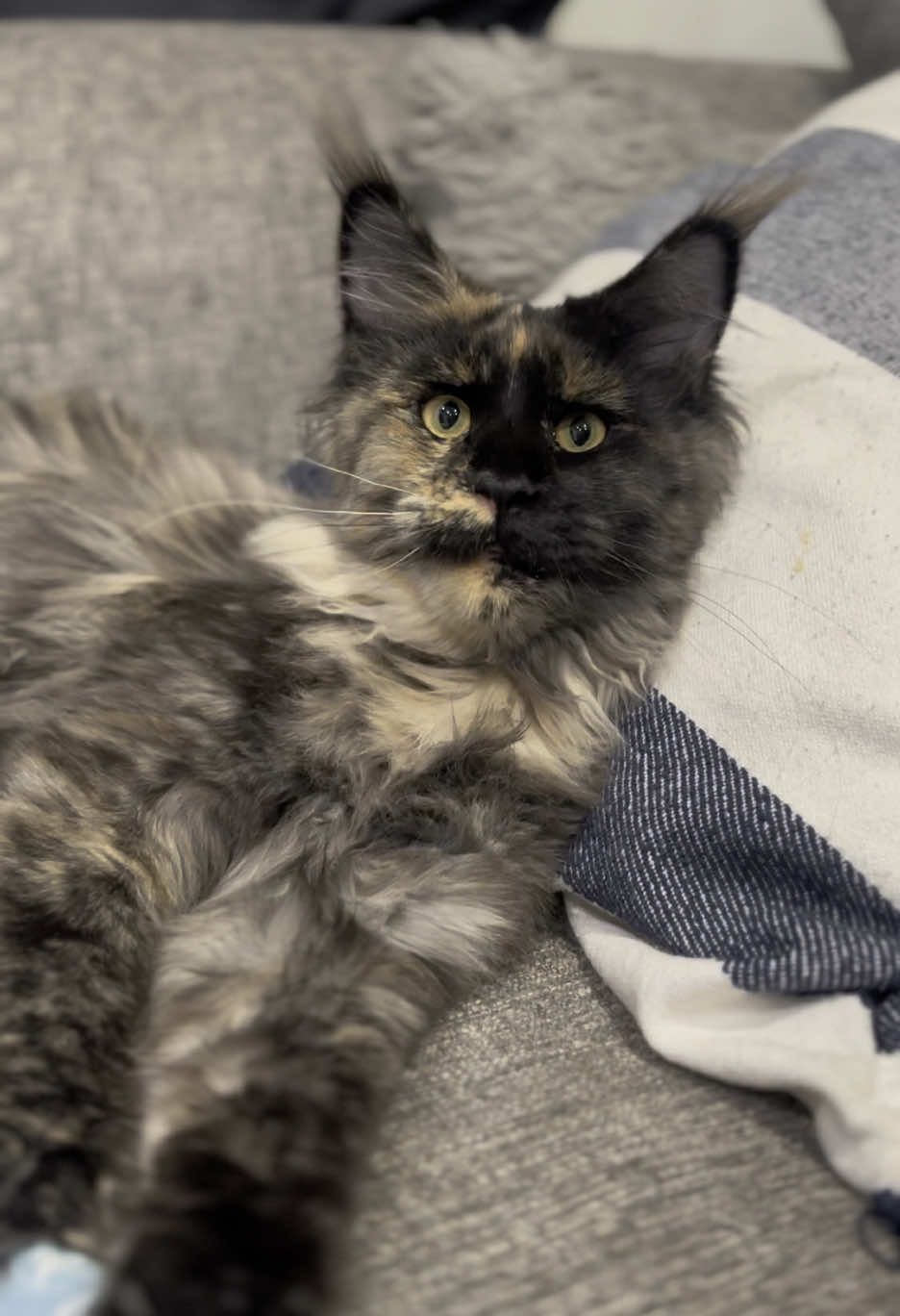 Gaia 😻