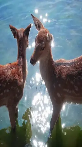 #me #deer #deers