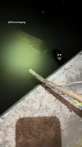 Saving the little kitten
