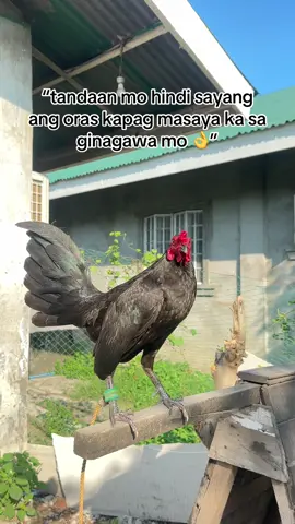Minis-minisan 😆 1.2kg 🫶🏻  #fyp #foryoupage #fyppppppppppppppppppppppp #fypシ゚ #trending #trendingvideo #bantam #bantamchicken #manok #miniature #miniaturechicken #miniaturegamefowl #chickens #manoktk❤️🦋 #trendingtiktok #fyppp #trend #fy #fyyyyyyyyyyyyyyyy #fypdong #fypp 