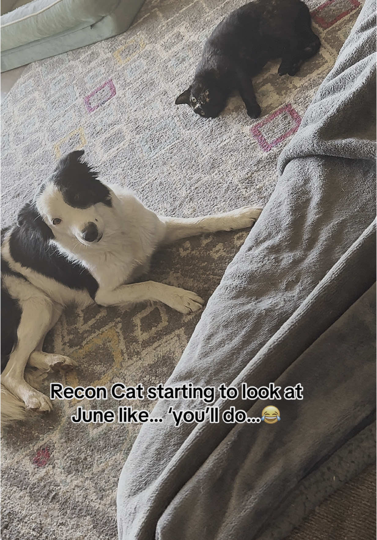 #reconcat #recovery #bordercollie #farm #catsoftiktok 