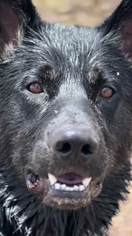 #CapCut #germanshepherdsoftiktok #germanshepherd #gsd #gsdoftiktok #partylikearockstar #cedarbreaks 